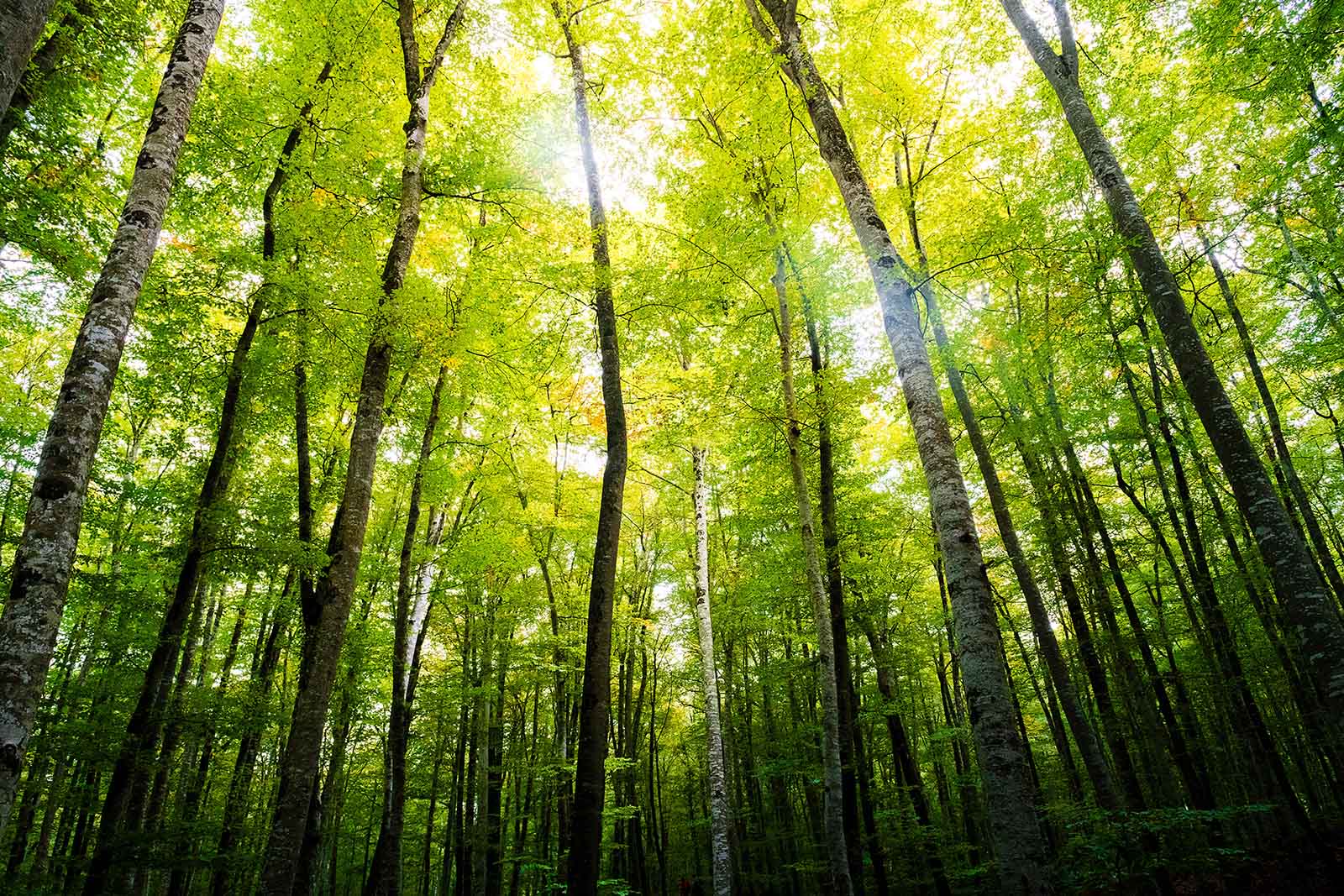 forest of beech with the sunlight at the treetops