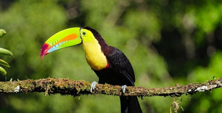 toucan